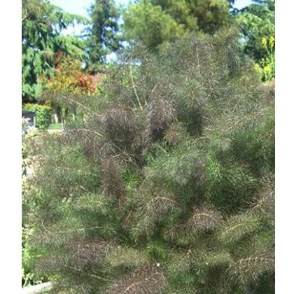 HERB Fennel - Bronze 8.5/9cm HERB Fennel - Bronze 8.5/9cm