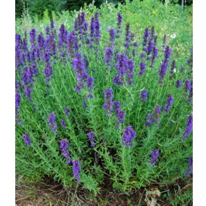 HERB Hyssop - Blue 9cm HERB Hyssop - Blue 9cm