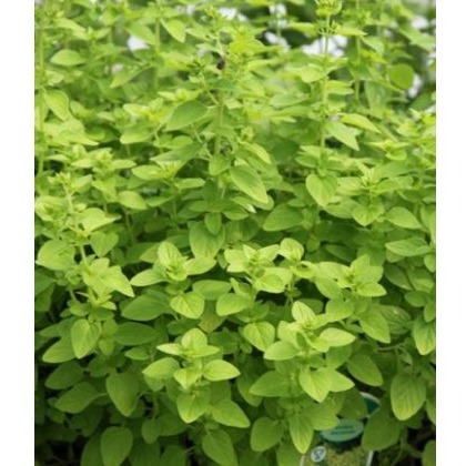 HERB Marjoram - Golden 8.5cm/9cm HERB Marjoram - Golden 8.5cm/9cm