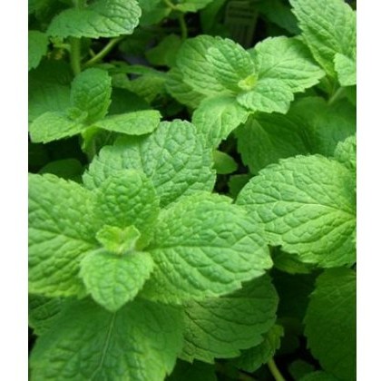 HERB Mint - Apple 8.5/9cm HERB Mint - Apple 8.5/9cm