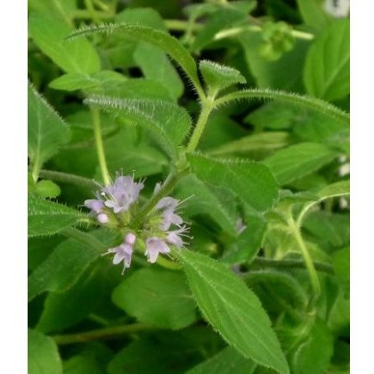 HERB Mint - Banana 9cm HERB Mint - Banana 9cm