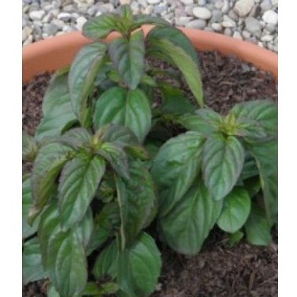 HERB Mint - Basil 9cm HERB Mint - Basil 9cm