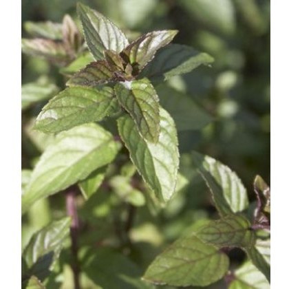 HERB Mint - Black Peppermint 8.5/9cm HERB Mint - Black Peppermint 8.5/9cm