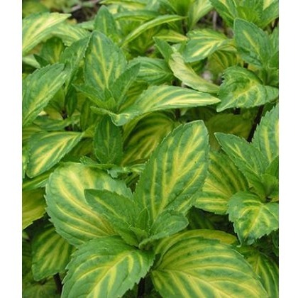 HERB Mint - Ginger 9cm HERB Mint - Ginger 9cm