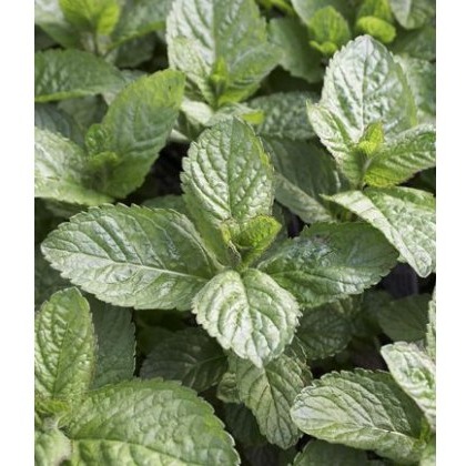 HERB Mint - Grapefruit 9cm HERB Mint - Grapefruit 9cm