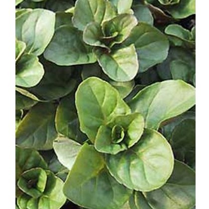 HERB Mint - Orange 9cm HERB Mint - Orange 9cm