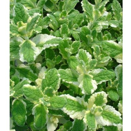 HERB Mint - Pineapple 9cm HERB Mint - Pineapple 9cm