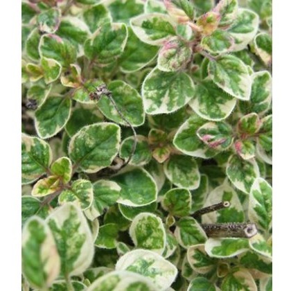 HERB Oregano - Country Cream 9cm HERB Oregano - Country Cream 9cm