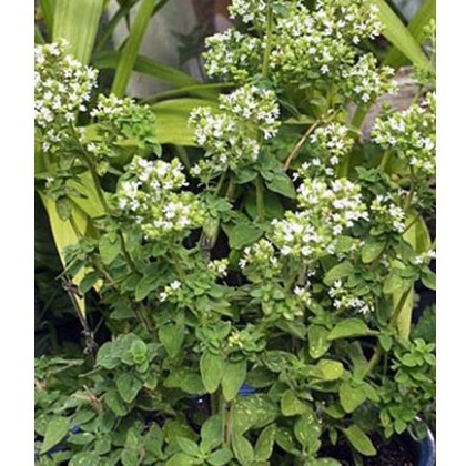HERB Oregano - Hot n Spicy 8.5/9cm HERB Oregano - Hot n Spicy 8.5/9cm