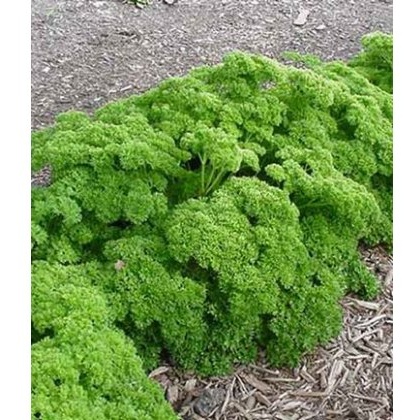 HERB Parsley - Curled 9cm HERB Parsley - Curled 9cm