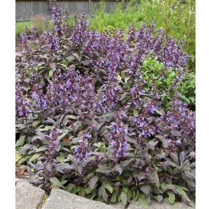 HERB Sage - Purple 8.5/9cm