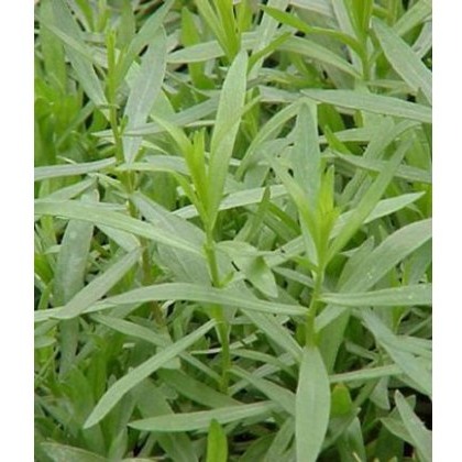 HERB Tarragon - French 8.5/9cm