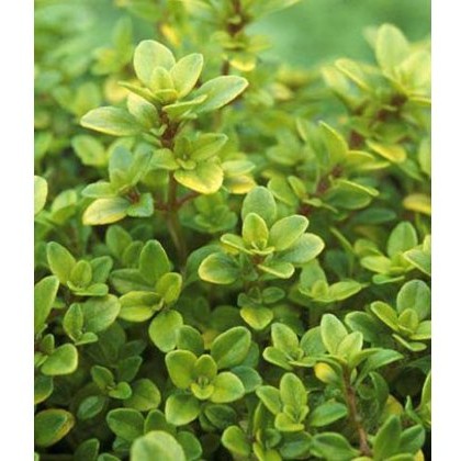 HERB Thyme - Golden 8.5cm/9cm