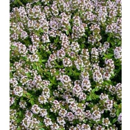 HERB Thyme - Orange Scented 9cm