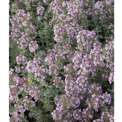 HERB Thyme - Silver Queen 8.5cm/9cm