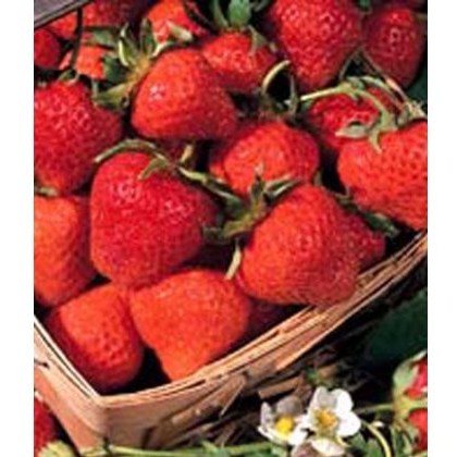 Strawberry Cambridge Favourite 8.5cm/9cm Strawberry Cambridge Favourite 8.5cm/9cm