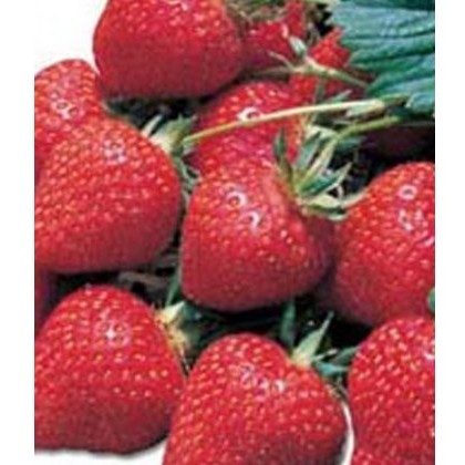 Strawberry Elsanta 8.5cm/9cm Strawberry Elsanta 8.5cm/9cm