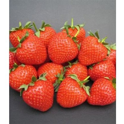 Strawberry Fenella 8.5cm/9cm Strawberry Fenella 8.5cm/9cm