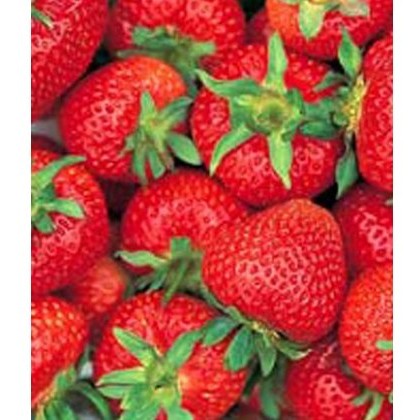 Strawberry Florence 8.5cm/9cm Strawberry Florence 8.5cm/9cm