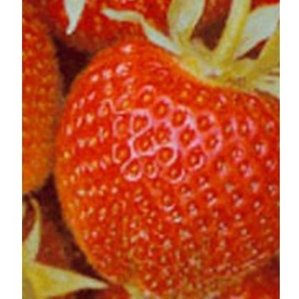 Strawberry Hapil 9cm Strawberry Hapil 9cm
