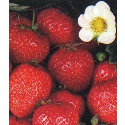 Strawberry Pegasus 9cm Strawberry Pegasus 9cm