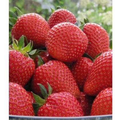 Strawberry Sweetheart 8.5cm/9cm Strawberry Sweetheart 8.5cm/9cm