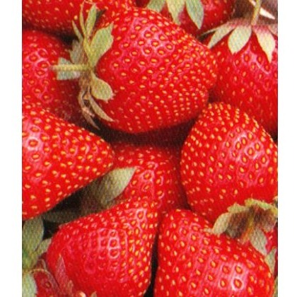 Strawberry Symphony 9cm Strawberry Symphony 9cm