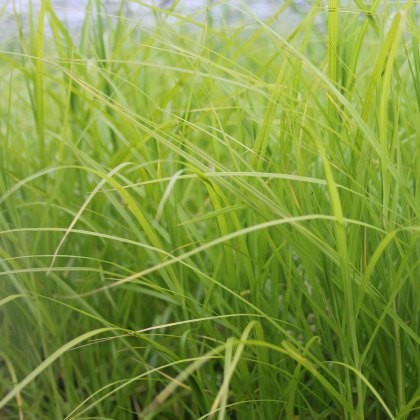 MARGINAL - Carex muskingumensis 1L MARGINAL - Carex muskingumensis 1L