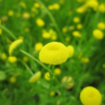 MARGINAL - Cotula coronopifolia 1L MARGINAL - Cotula coronopifolia 1L