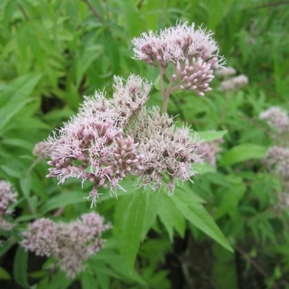 MARGINAL - Eupatorium cannabinum 1L MARGINAL - Eupatorium cannabinum 1L