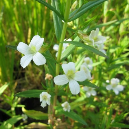 MARGINAL - Gratiola officinalis 1L MARGINAL - Gratiola officinalis 1L