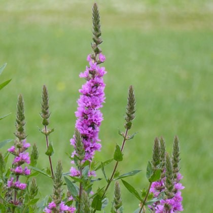 MARGINAL - Lythrum salicaria 1L MARGINAL - Lythrum salicaria 1L