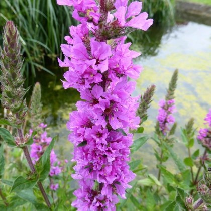 MARGINAL - Lythrum salicaria 1L MARGINAL - Lythrum salicaria 1L
