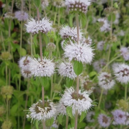 MARGINAL - Mentha pulegium 1L MARGINAL - Mentha pulegium 1L