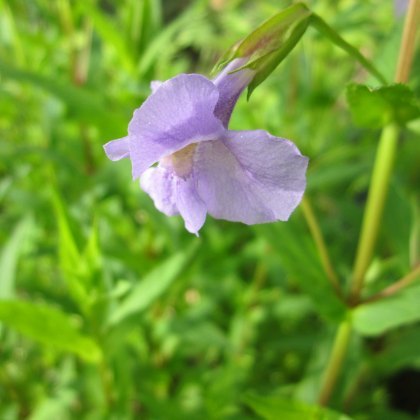 MARGINAL - Mimulus ringens 1L MARGINAL - Mimulus ringens 1L