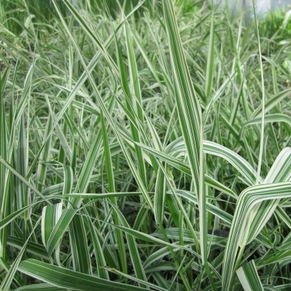 MARGINAL - Phalaris arun var picta MARGINAL - Phalaris arun var picta