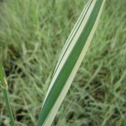 MARGINAL - Phalaris arun var picta MARGINAL - Phalaris arun var picta
