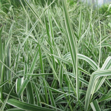 MARGINAL - Phalaris arun var picta MARGINAL - Phalaris arun var picta