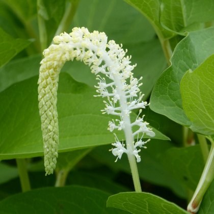 MARGINAL - Saururus cernuus MARGINAL - Saururus cernuus