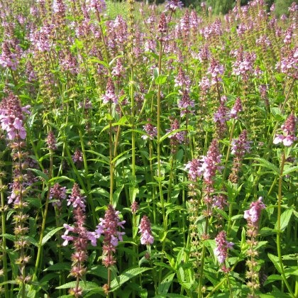 MARGINAL - Stachys palustris 1L MARGINAL - Stachys palustris 1L