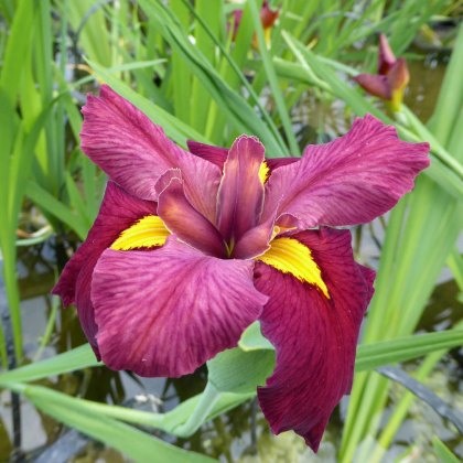 MARGINAL - Iris louisiana Ann Chowning 1L MARGINAL - Iris louisiana Ann Chowning 1L