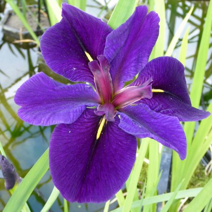 MARGINAL - Iris louisiana Black Gamecock MARGINAL - Iris louisiana Black Gamecock