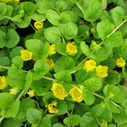 MARGINAL - Lysimachia nummularia 1L MARGINAL - Lysimachia nummularia 1L