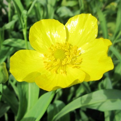 MARGINAL - Ranunculus lingua Grandiflorus 1L MARGINAL - Ranunculus lingua Grandiflorus 1L
