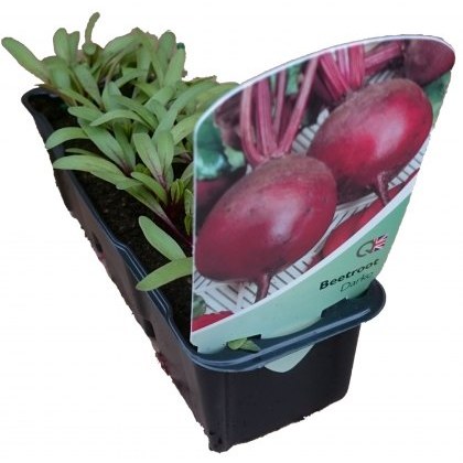 Beetroot Darko STRIP Beetroot Darko STRIP