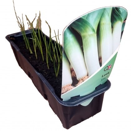 Leeks (Jolent) STRIP Leeks (Jolent) STRIP