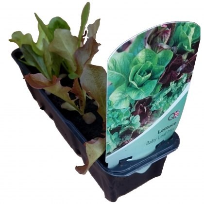 Lettuce - Baby Leaf Mix STRIP Lettuce - Baby Leaf Mix STRIP