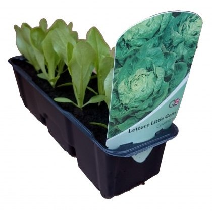 Lettuce - Little Gem (Coventry) STRIP Lettuce - Little Gem (Coventry) STRIP