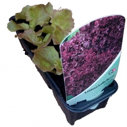 Lettuce - Lollo Rosso STRIP Lettuce - Lollo Rosso STRIP