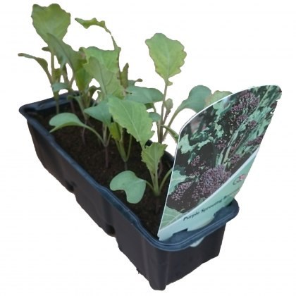 Purple Sprouting Broccoli (Early) STRIP Purple Sprouting Broccoli (Early) STRIP